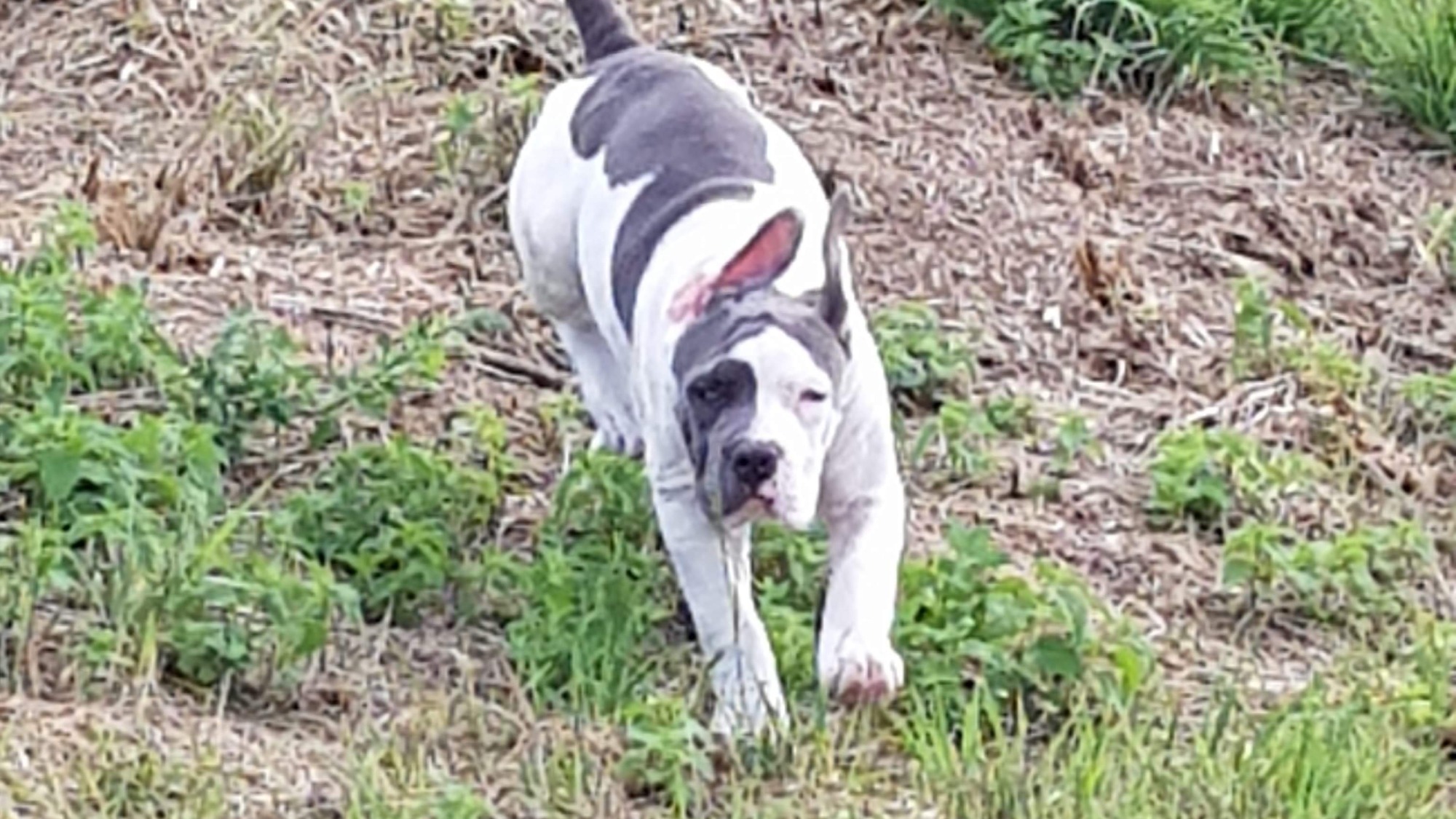 Chiot femelle bully xl blanc-bleu aux yeux bleus