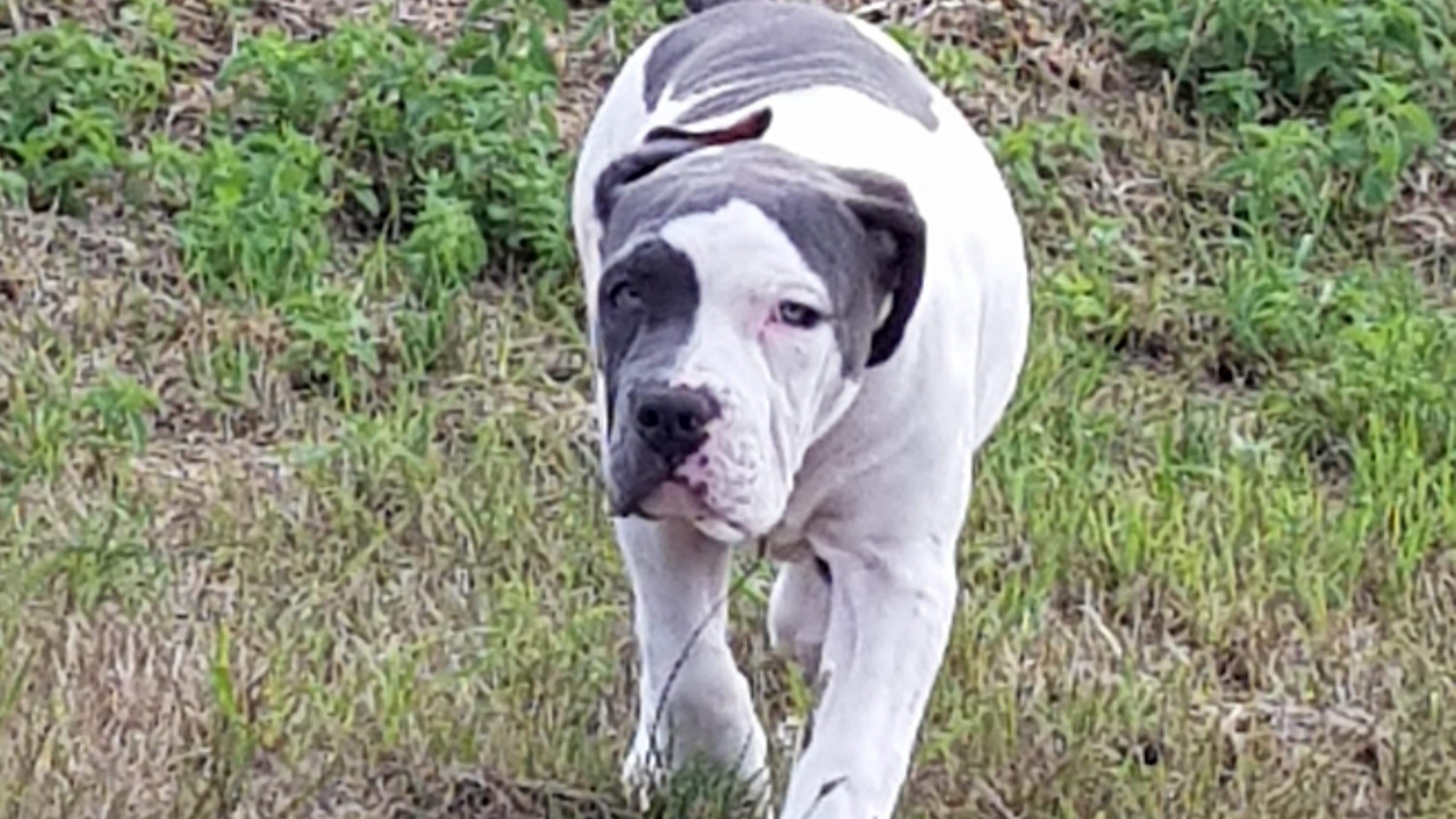 Chiot femelle bully xl blanc-bleu aux yeux bleus