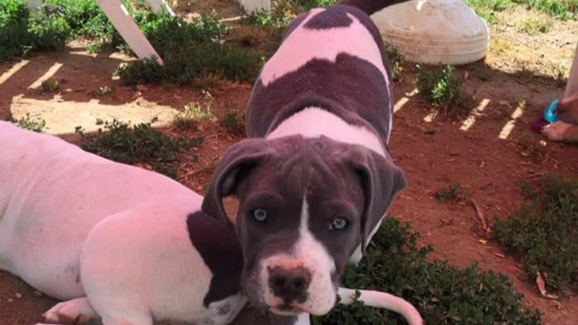 Chiot femelle bully xl blanc-bleu aux yeux bleus