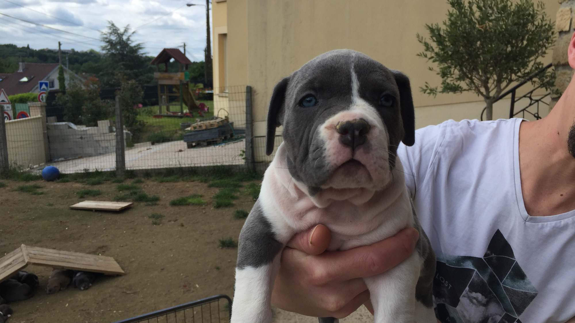 Chiot femelle bully xl blanc-bleu aux yeux bleus