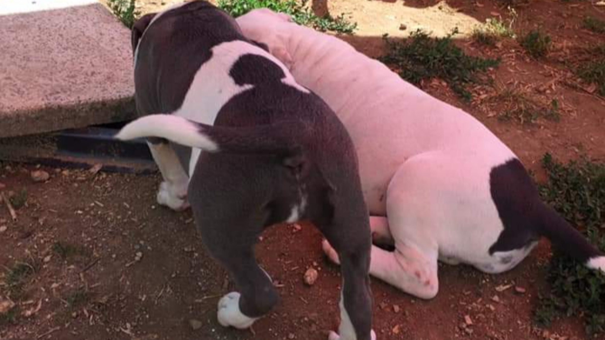 Chiot femelle bully xl blanc-bleu aux yeux bleus