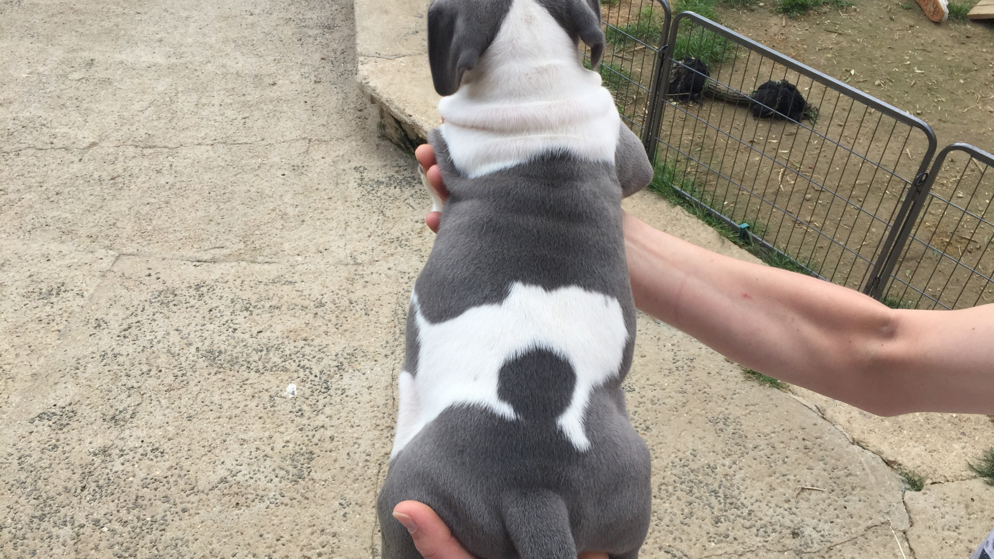 Chiot femelle bully xl blanc-bleu aux yeux bleus