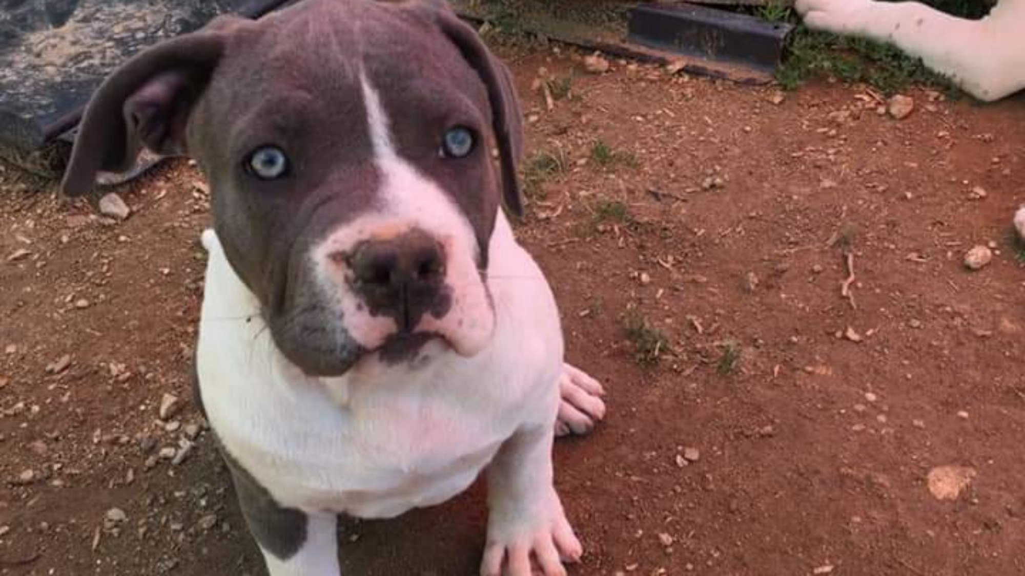 Chiot femelle bully xl blanc-bleu aux yeux bleus