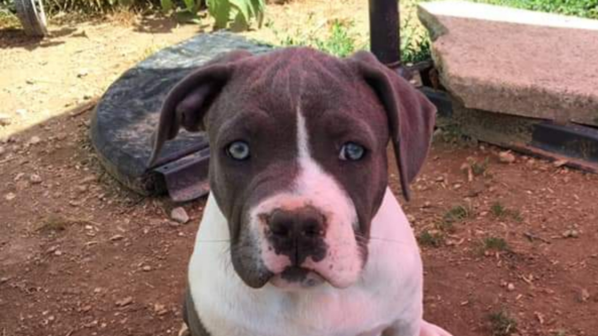 Chiot femelle bully xl blanc-bleu aux yeux bleus