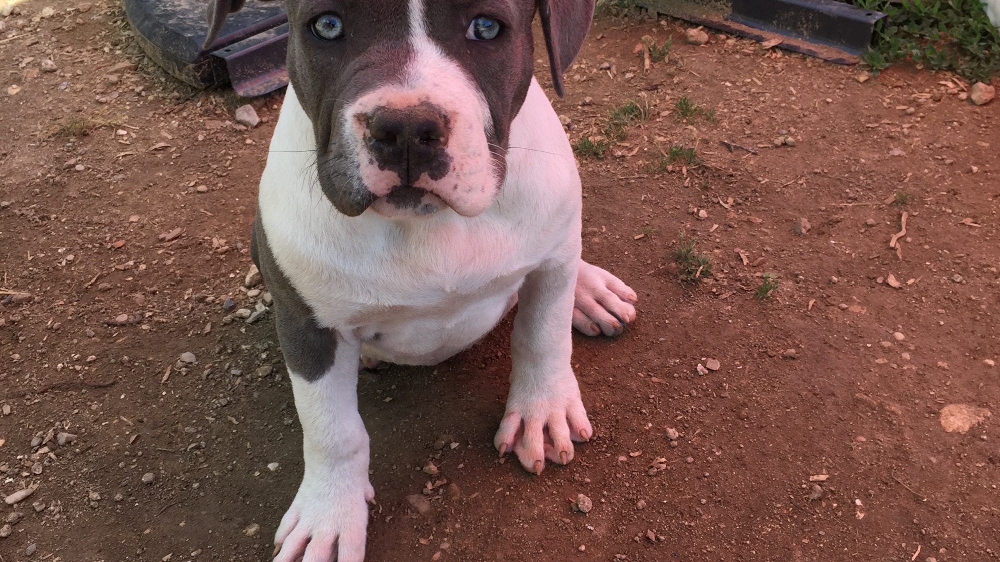 Chiot femelle bully xl blanc-bleu aux yeux bleus