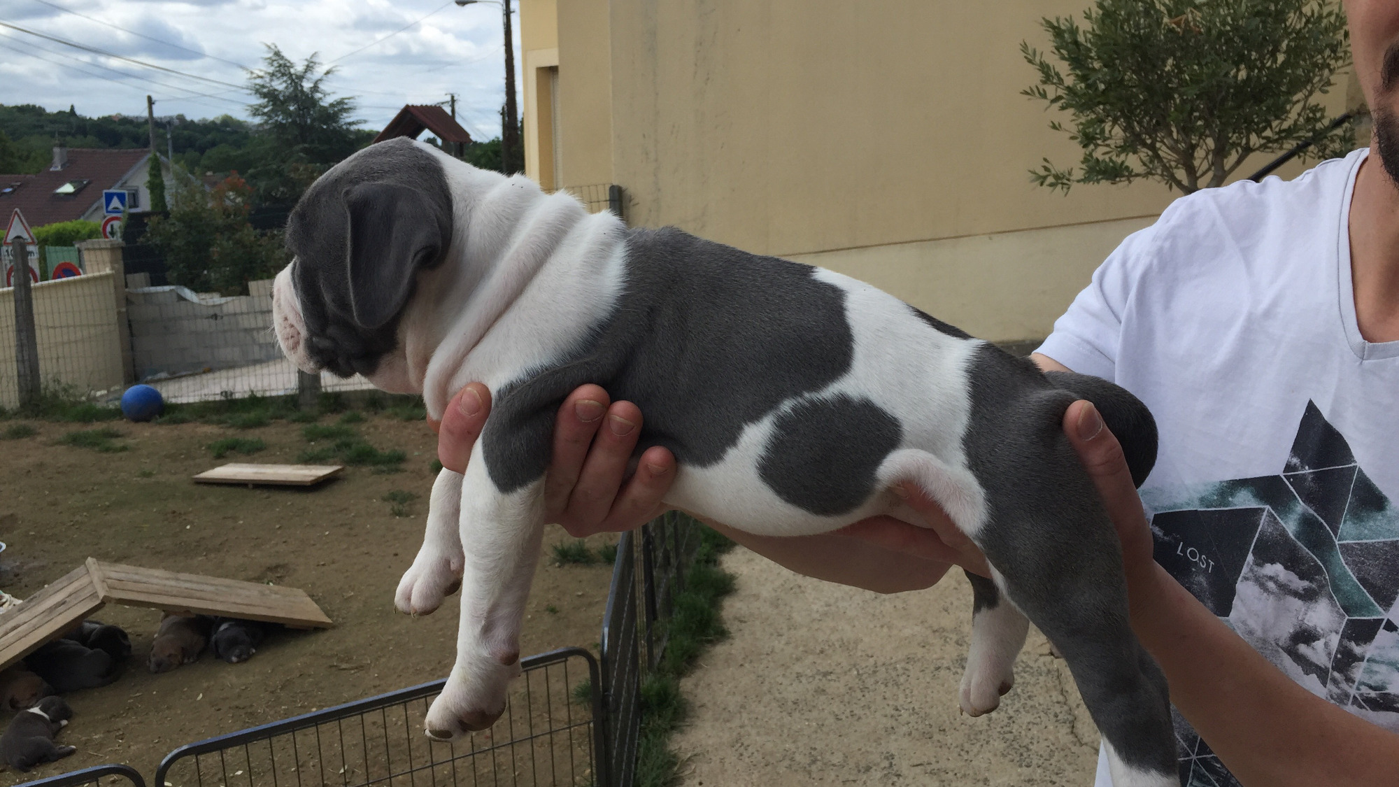 Chiot femelle bully xl blanc-bleu aux yeux bleus