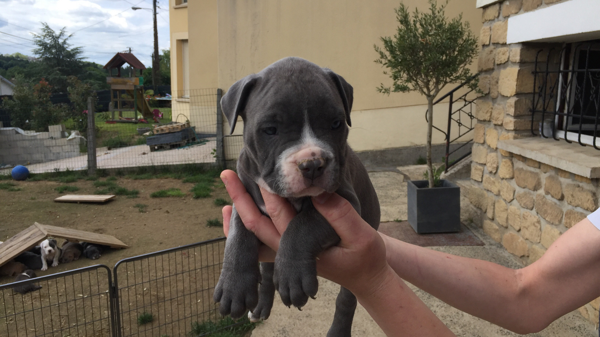 Chiot mâle bully xl bleu-blanc aux yeux bleu-gris