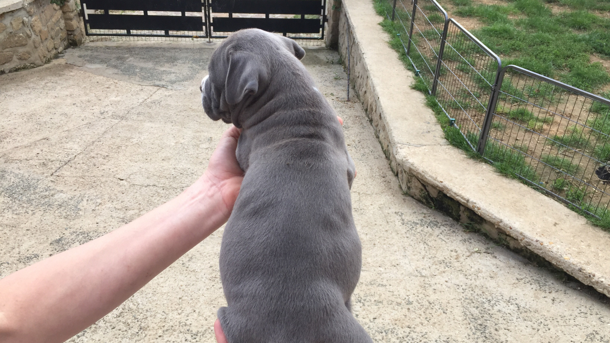 Chiot mâle bully xl bleu-blanc aux yeux bleu-gris