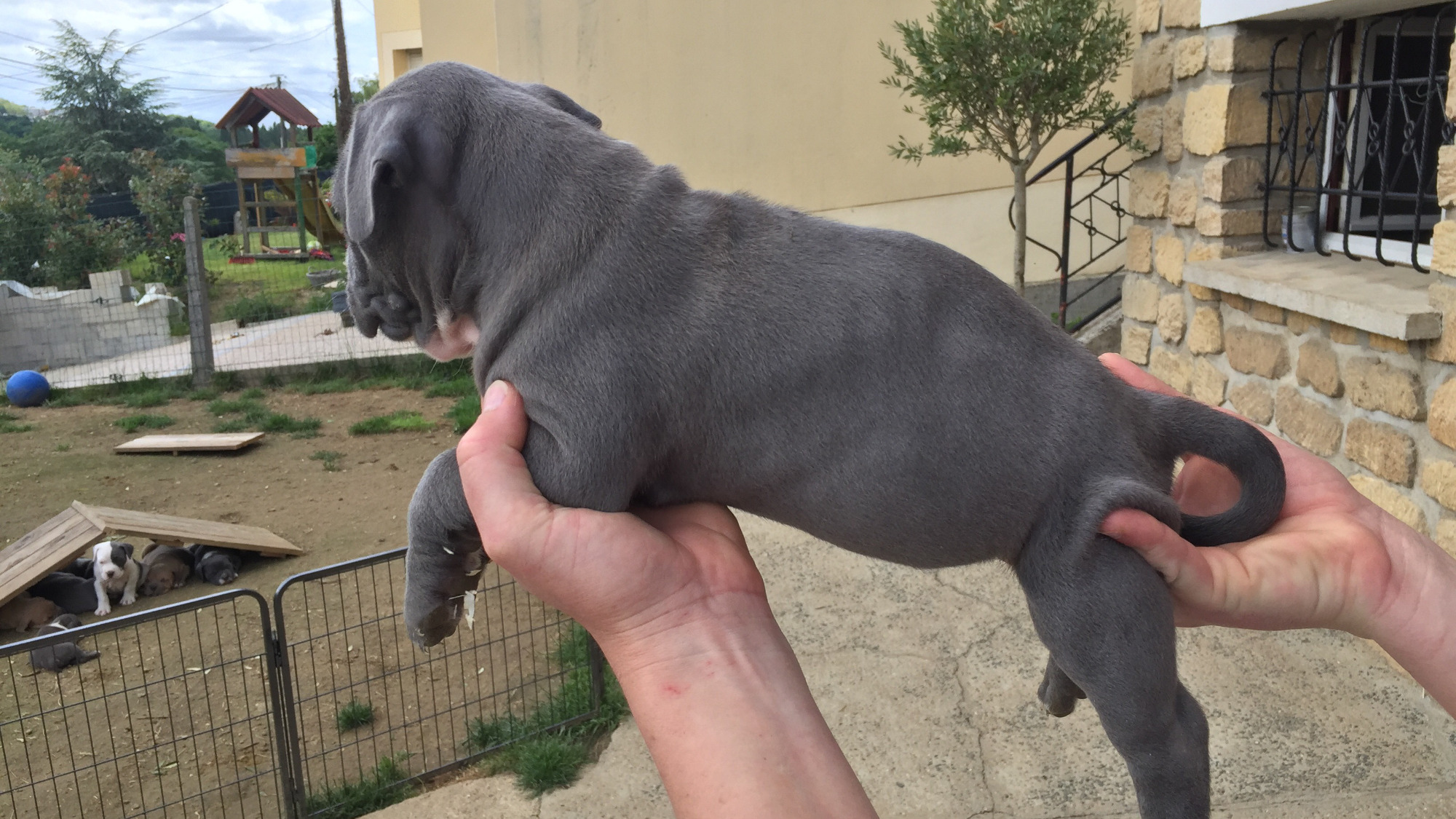 Chiot mâle bully xl bleu-blanc aux yeux bleu-gris