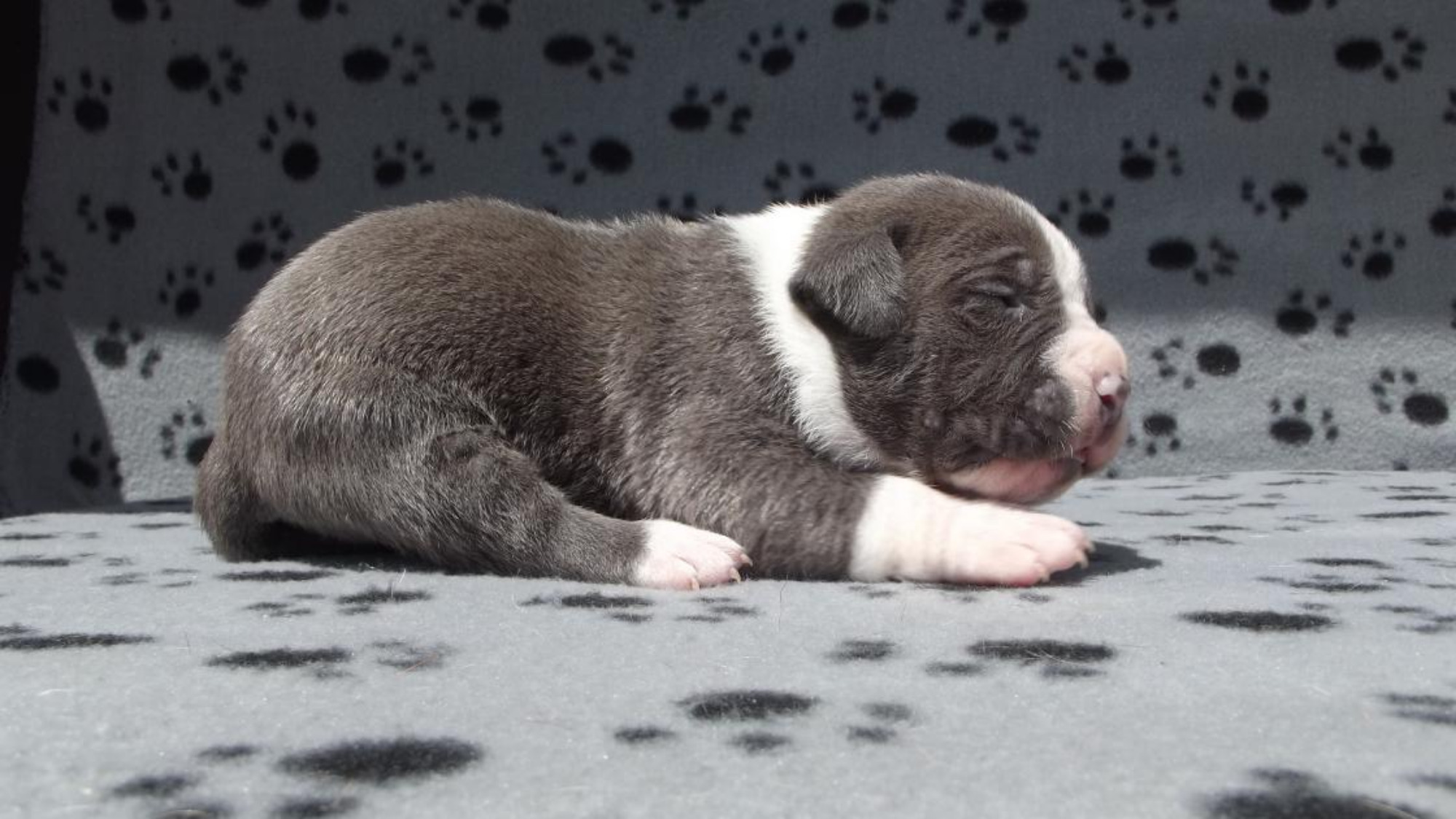 Chiot mâle bully xl