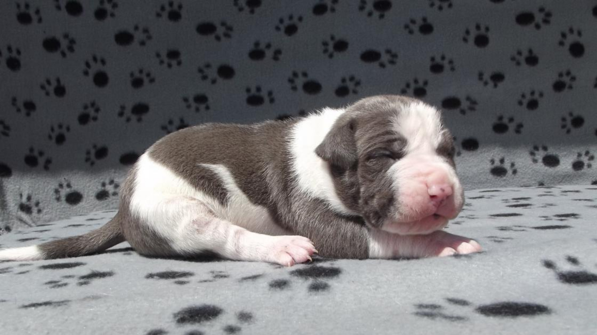 Chiot mâle bully xl bleu pan blanc aux yeux bleus