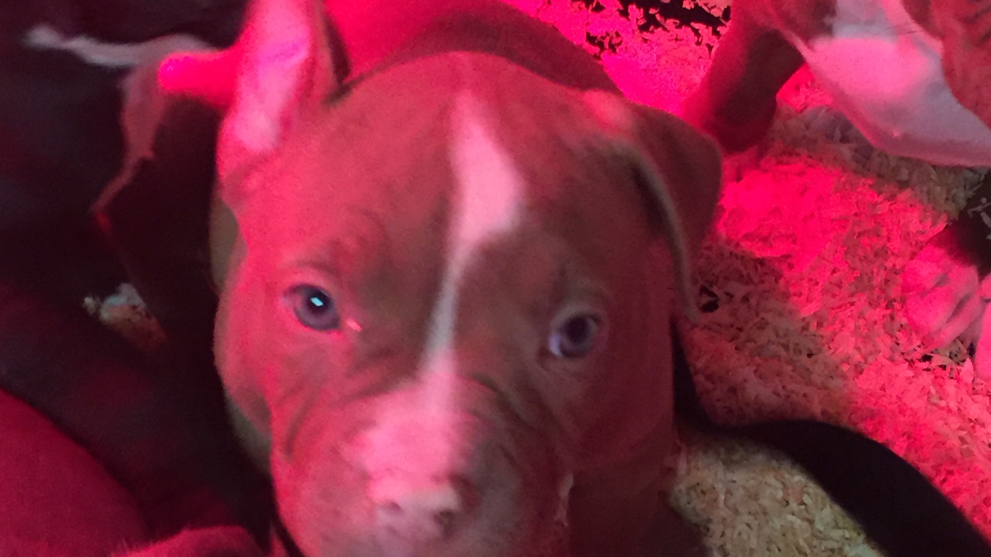 Chiot femelle bully xl chocolat