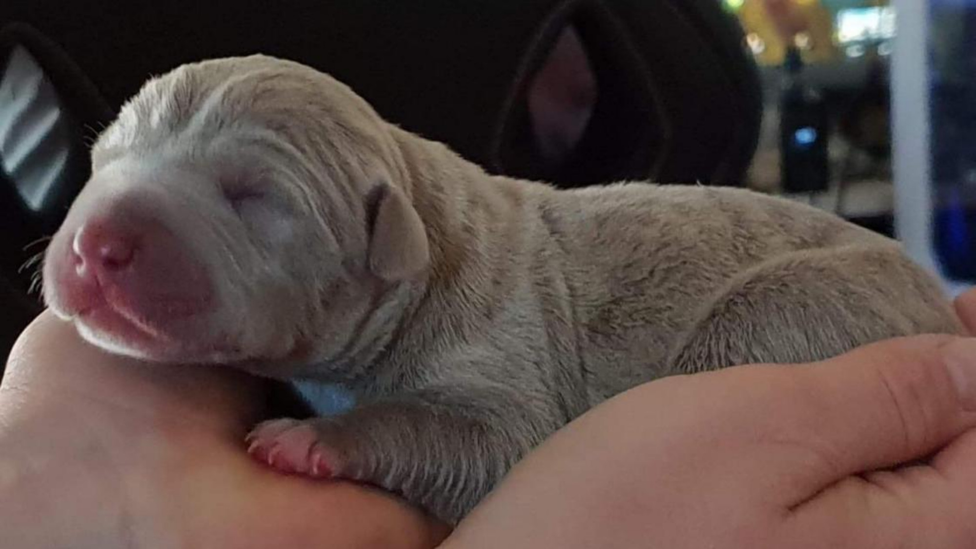 Chiot femelle bully xl lilac aux yeux verts