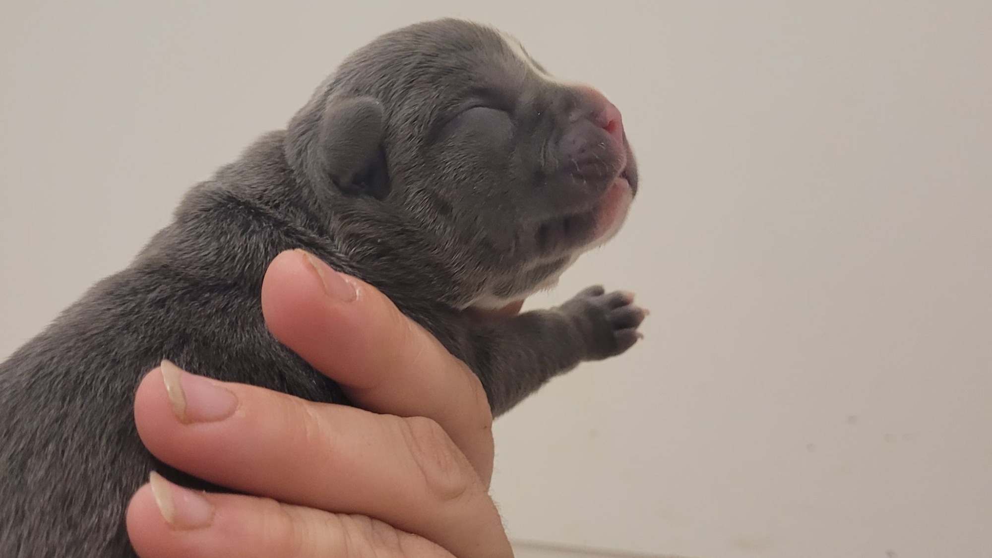 Chiot femelle bully xl bleue aux yeux bleus