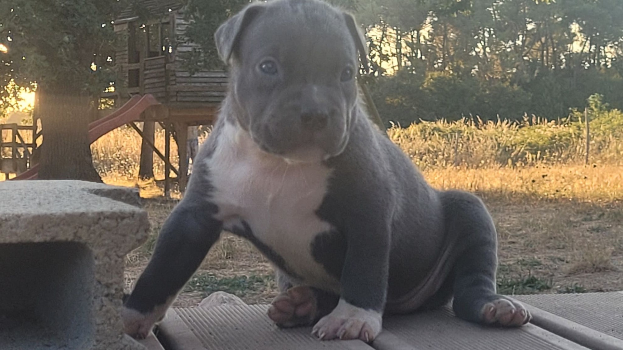 Chiot femelle bully xl bleue aux yeux bleus