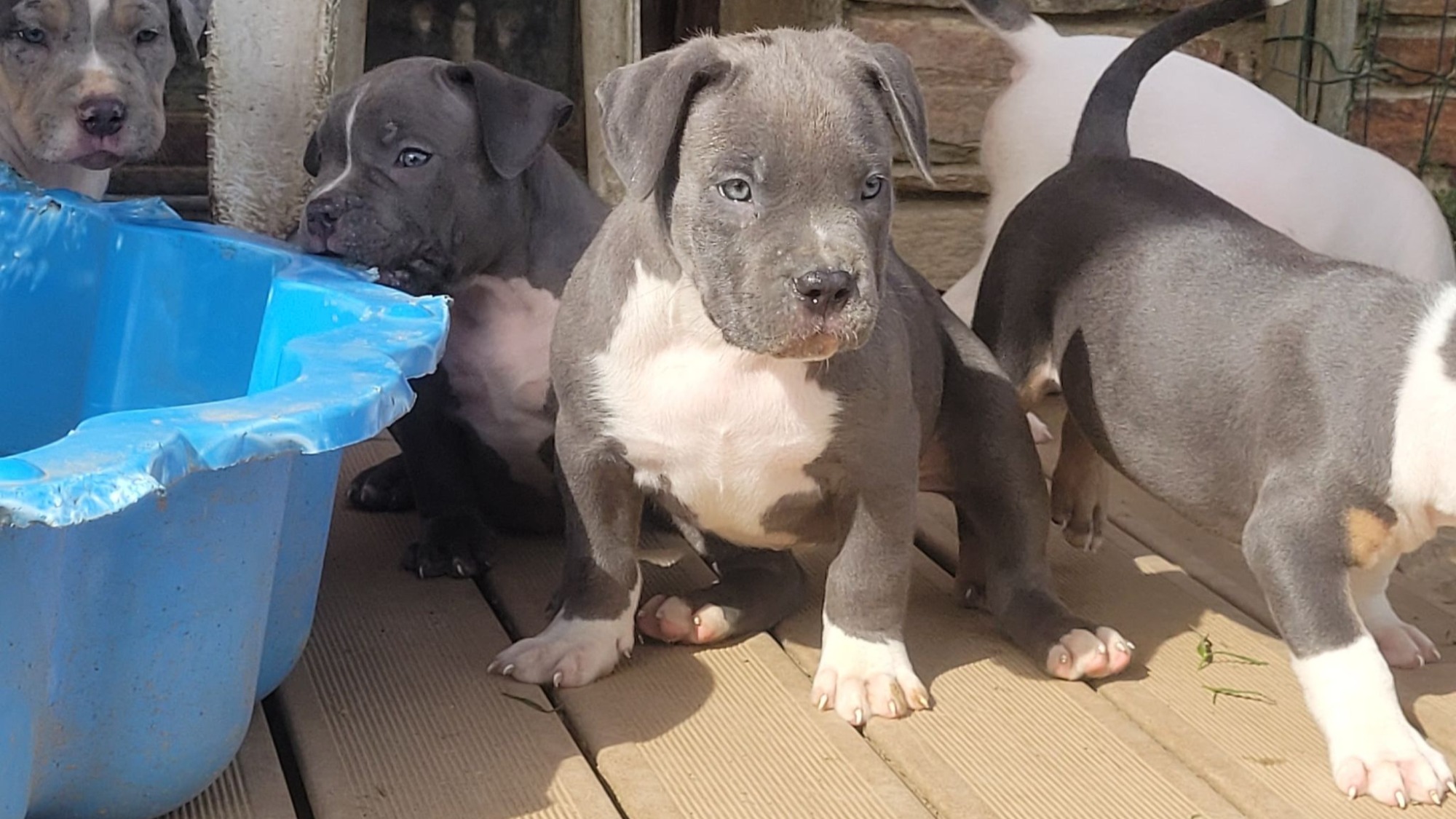 Chiot femelle bully xl bleue aux yeux bleus