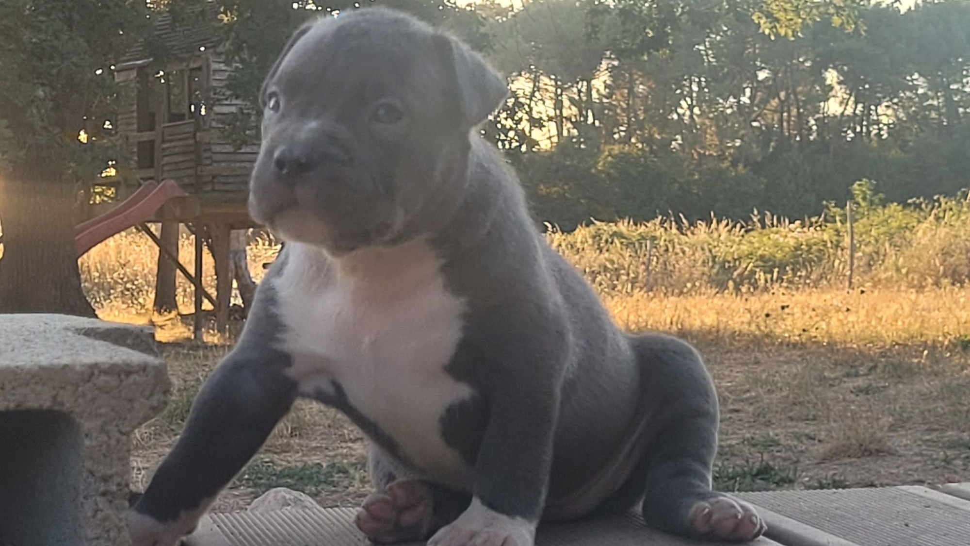 Chiot femelle bully xl bleue aux yeux bleus