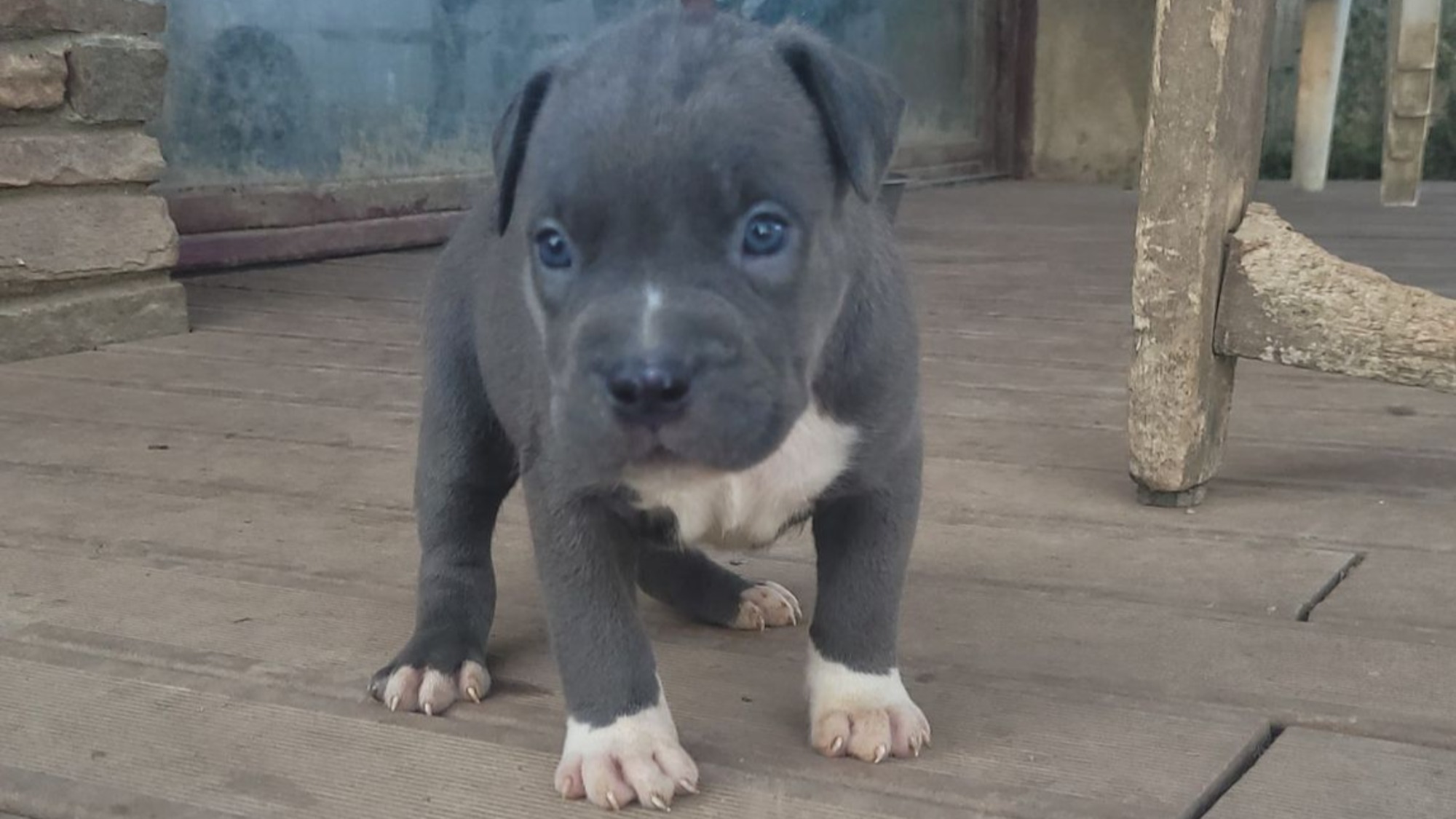 Chiot femelle bully xl bleue aux yeux bleus