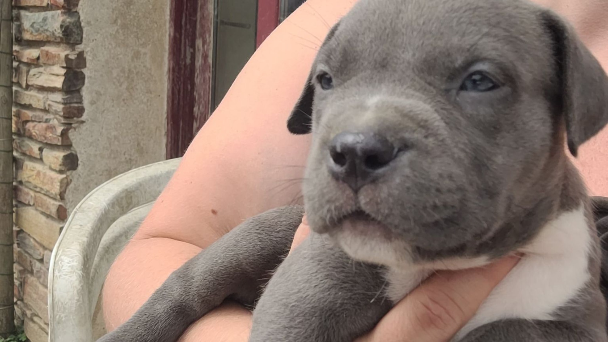 Chiot femelle bully xl bleue aux yeux bleus