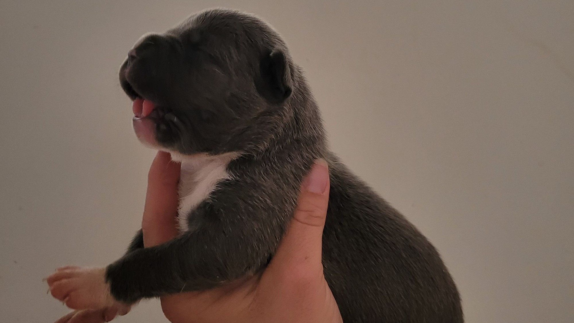 Chiot femelle bully xl bleue aux yeux bleus