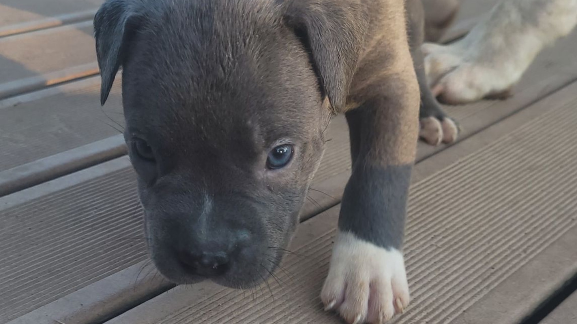 Chiot femelle bully xl bleue aux yeux bleus