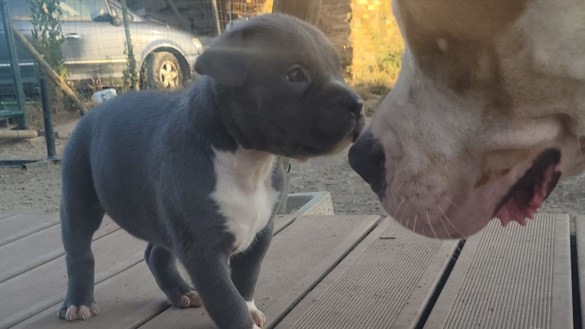 Chiot femelle bully xl bleue aux yeux bleus