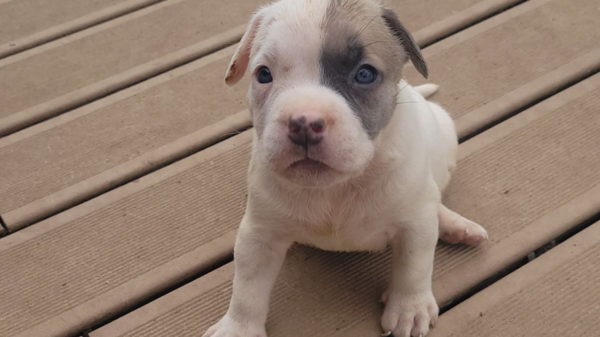 Chiot femelle bully xl blanche blue fawn aux yeux bleus