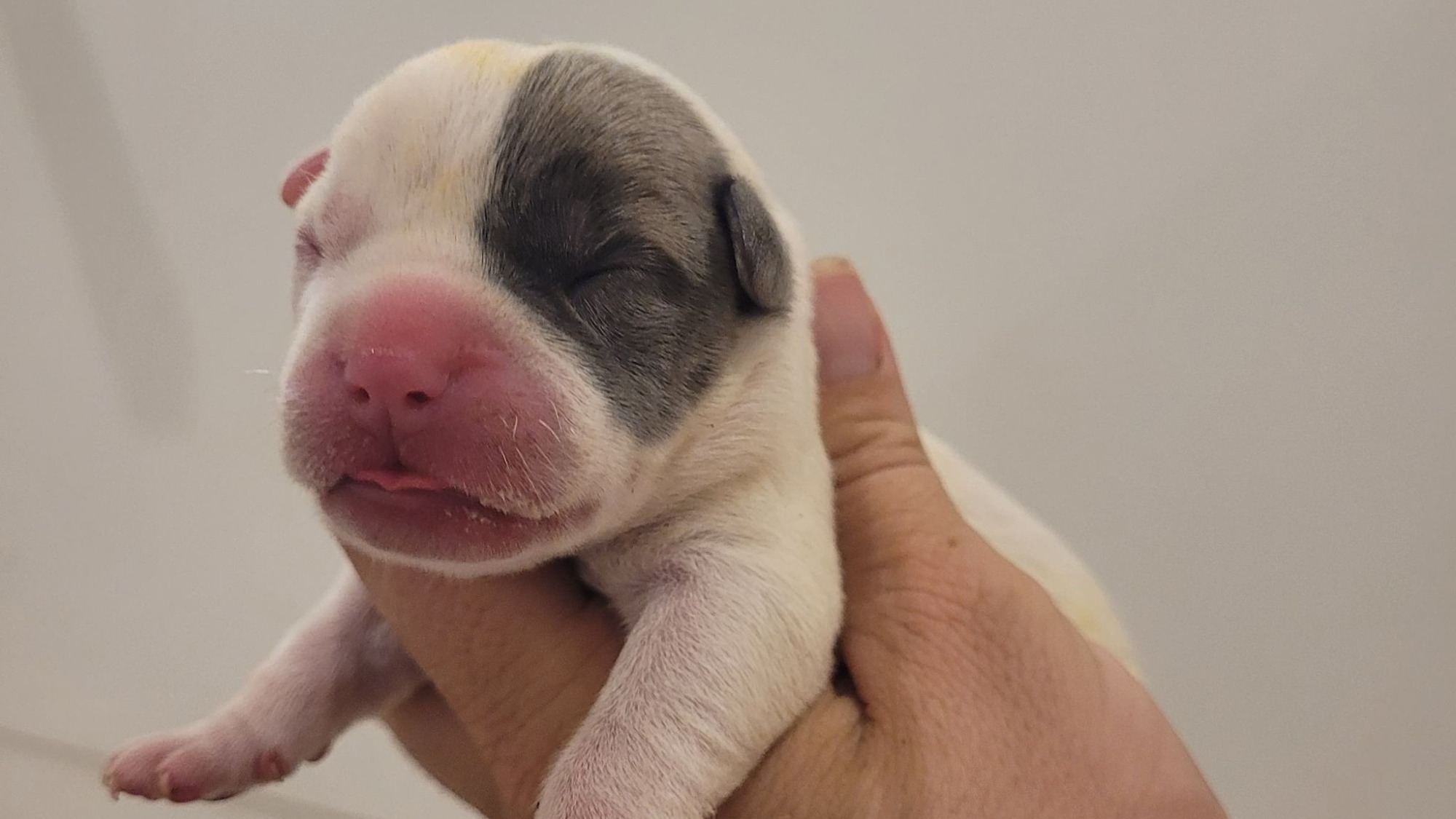 Chiot femelle bully xl blanche blue fawn aux yeux bleus