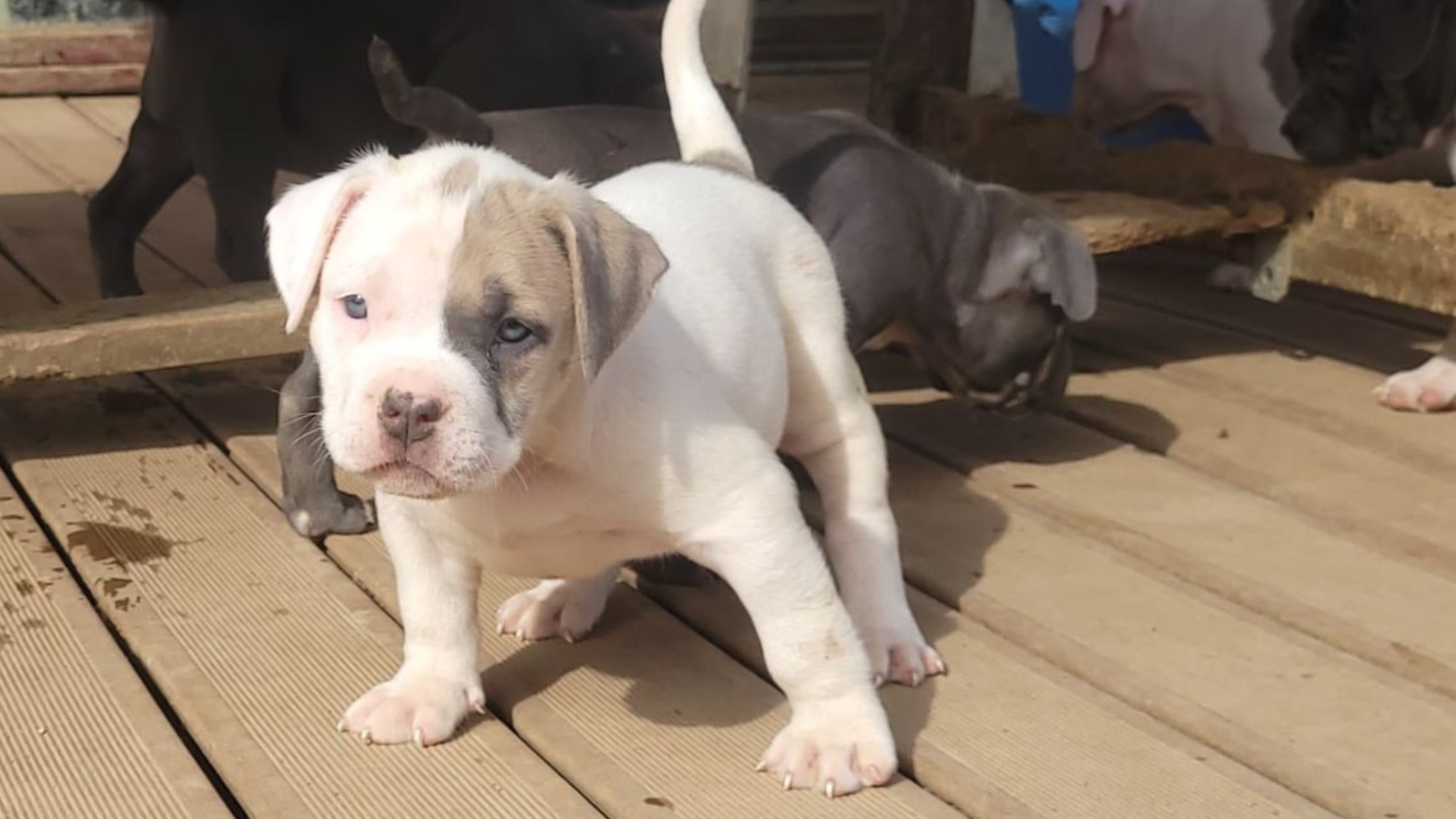 Chiot femelle bully xl blanche blue fawn aux yeux bleus