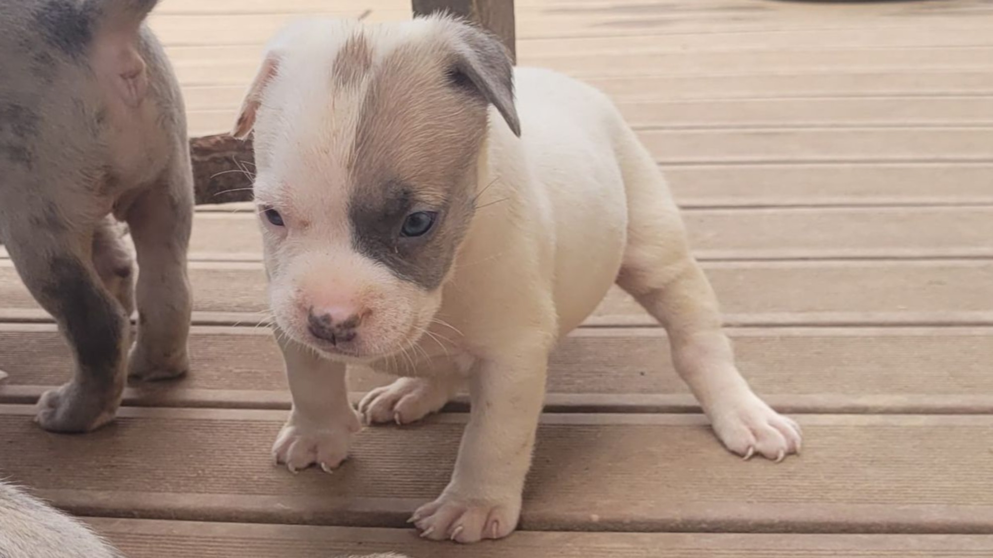 Chiot femelle bully xl blanche blue fawn aux yeux bleus