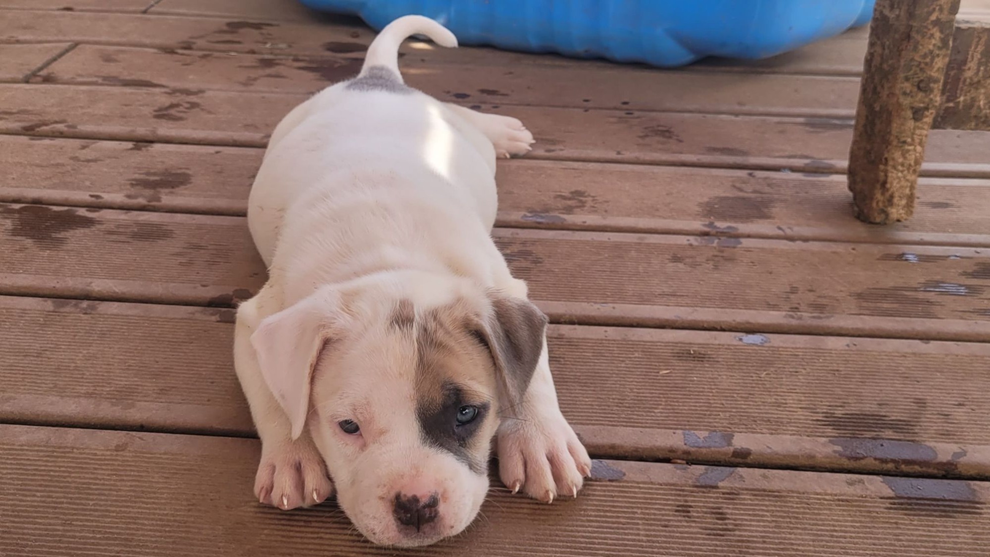 Chiot femelle bully xl blanche blue fawn aux yeux bleus