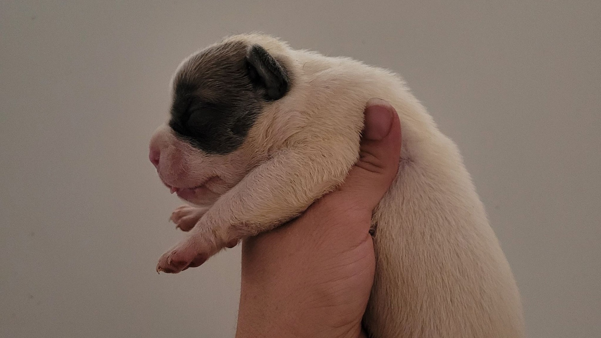 Chiot femelle bully xl blanche blue fawn aux yeux bleus