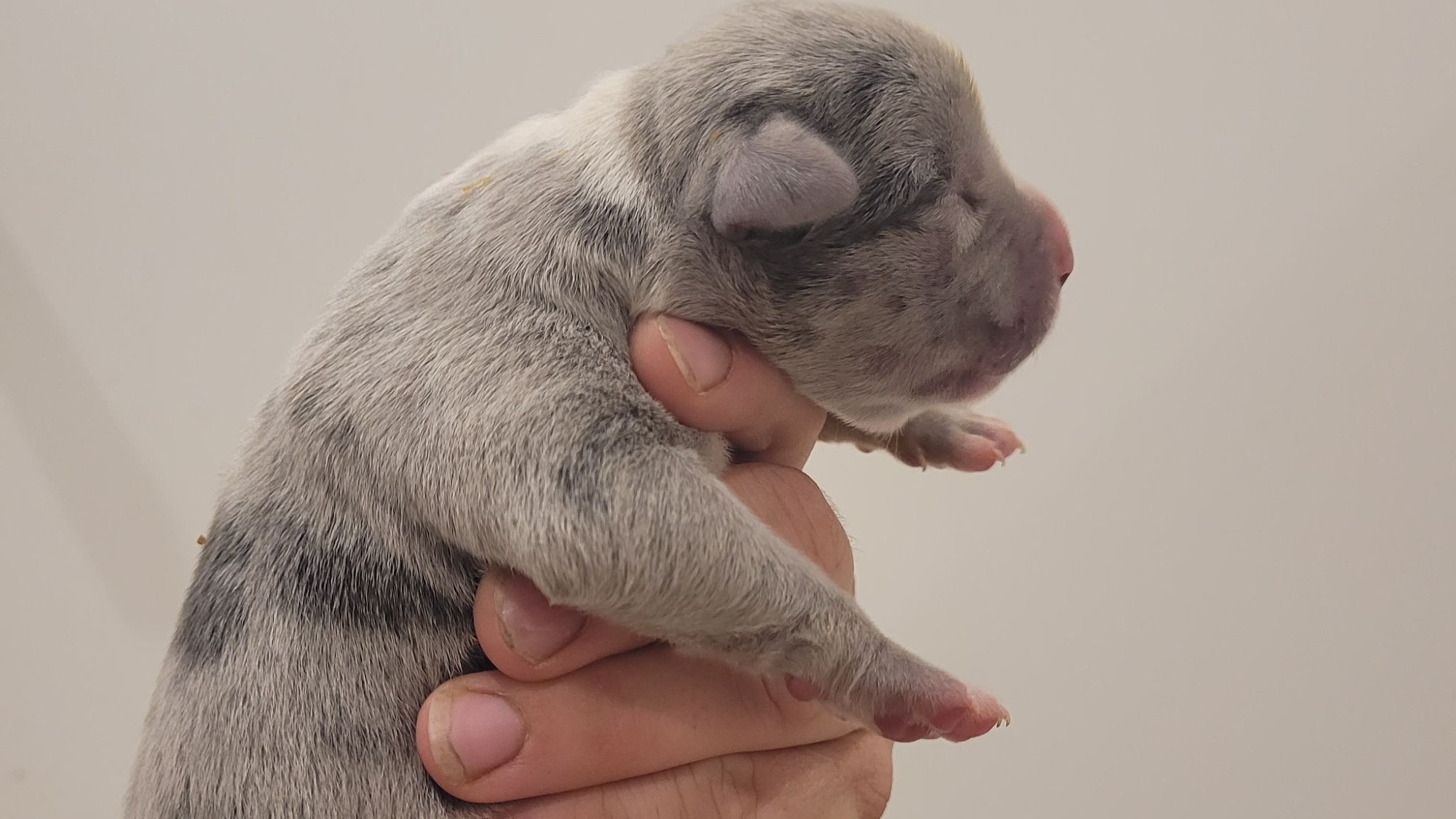 Chiot femelle bully xl merle silver merle aux yeux bleus