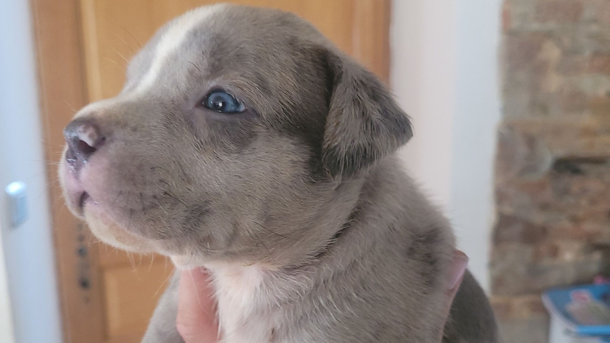 Chiot femelle bully xl merle silver merle aux yeux bleus