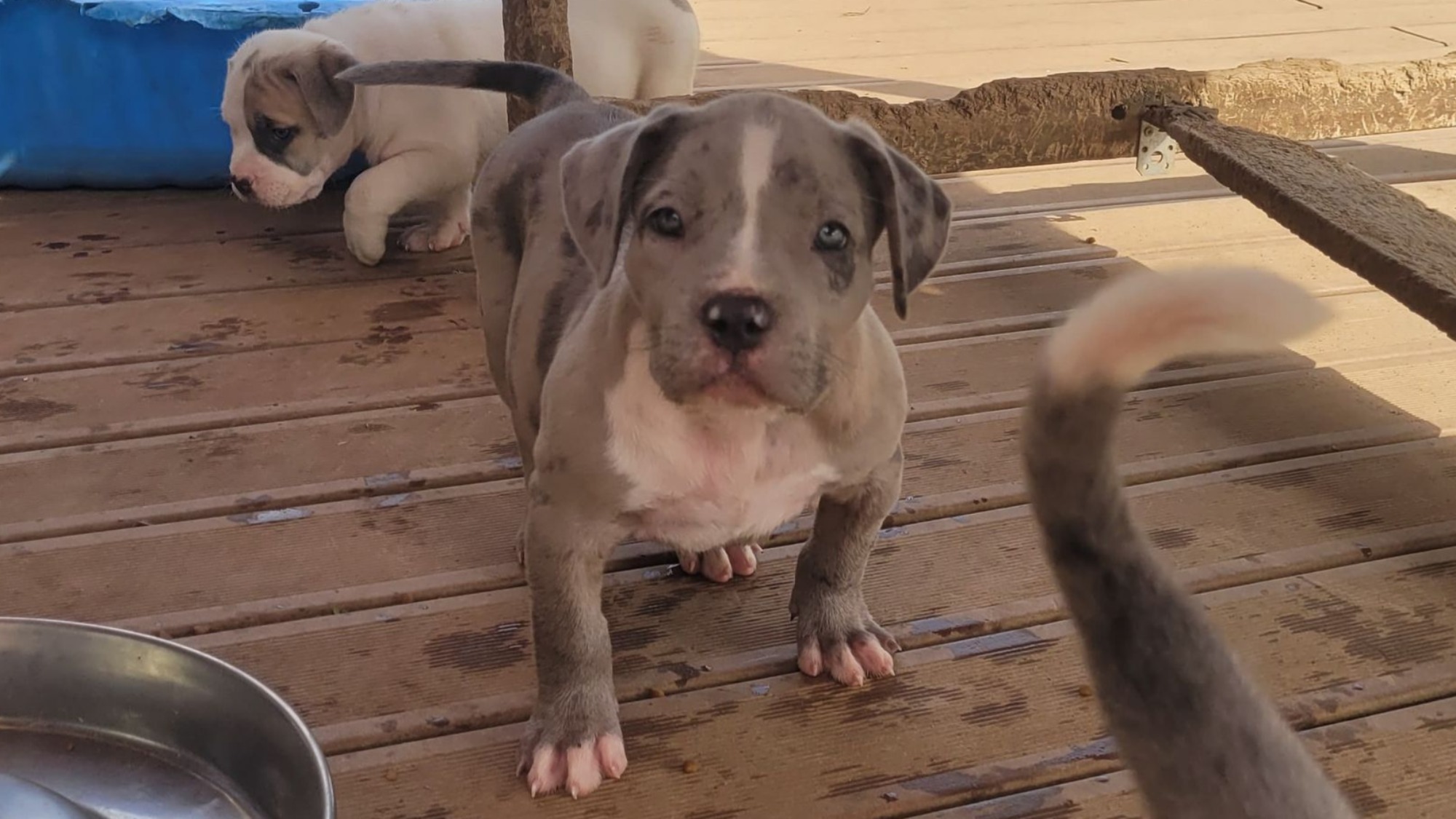 Chiot femelle bully xl merle silver merle aux yeux bleus