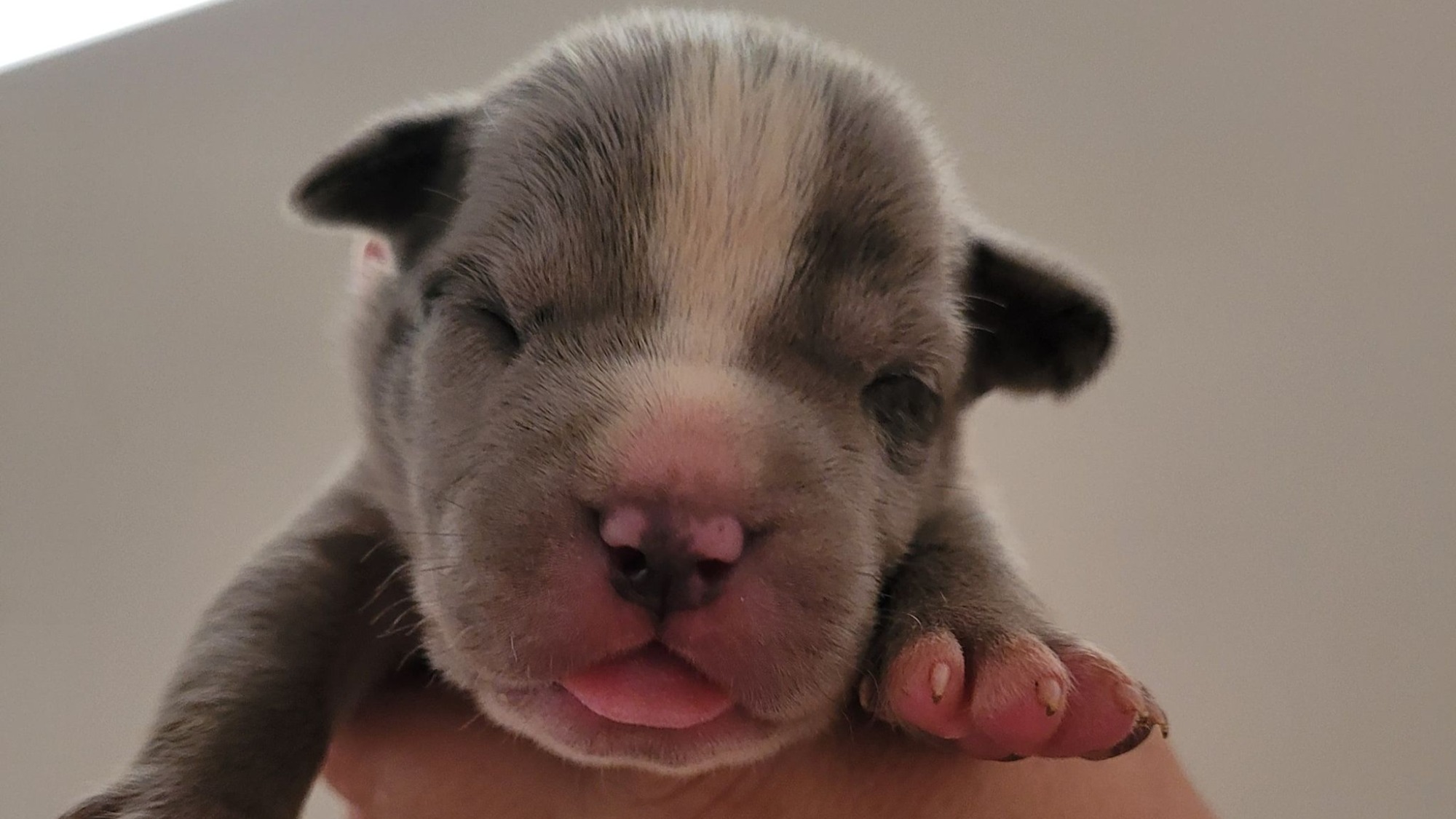 Chiot femelle bully xl merle silver merle aux yeux bleus