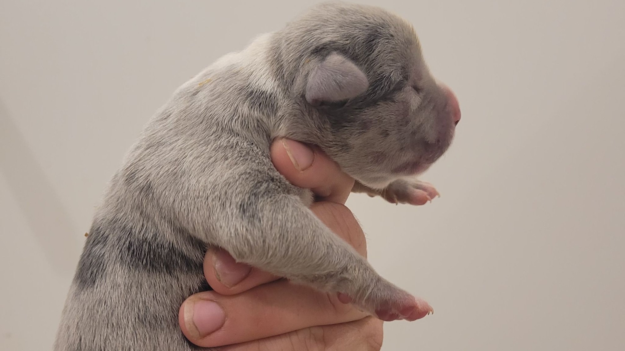 Chiot femelle bully xl merle silver merle aux yeux bleus