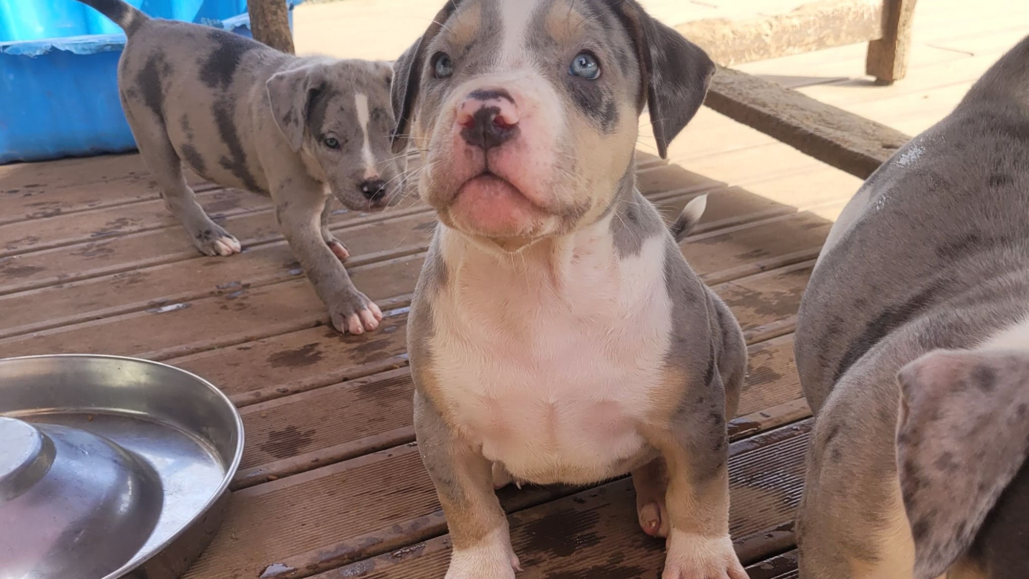 Chiot femelle bully xl trico merle trico silver merle aux yeux bleus