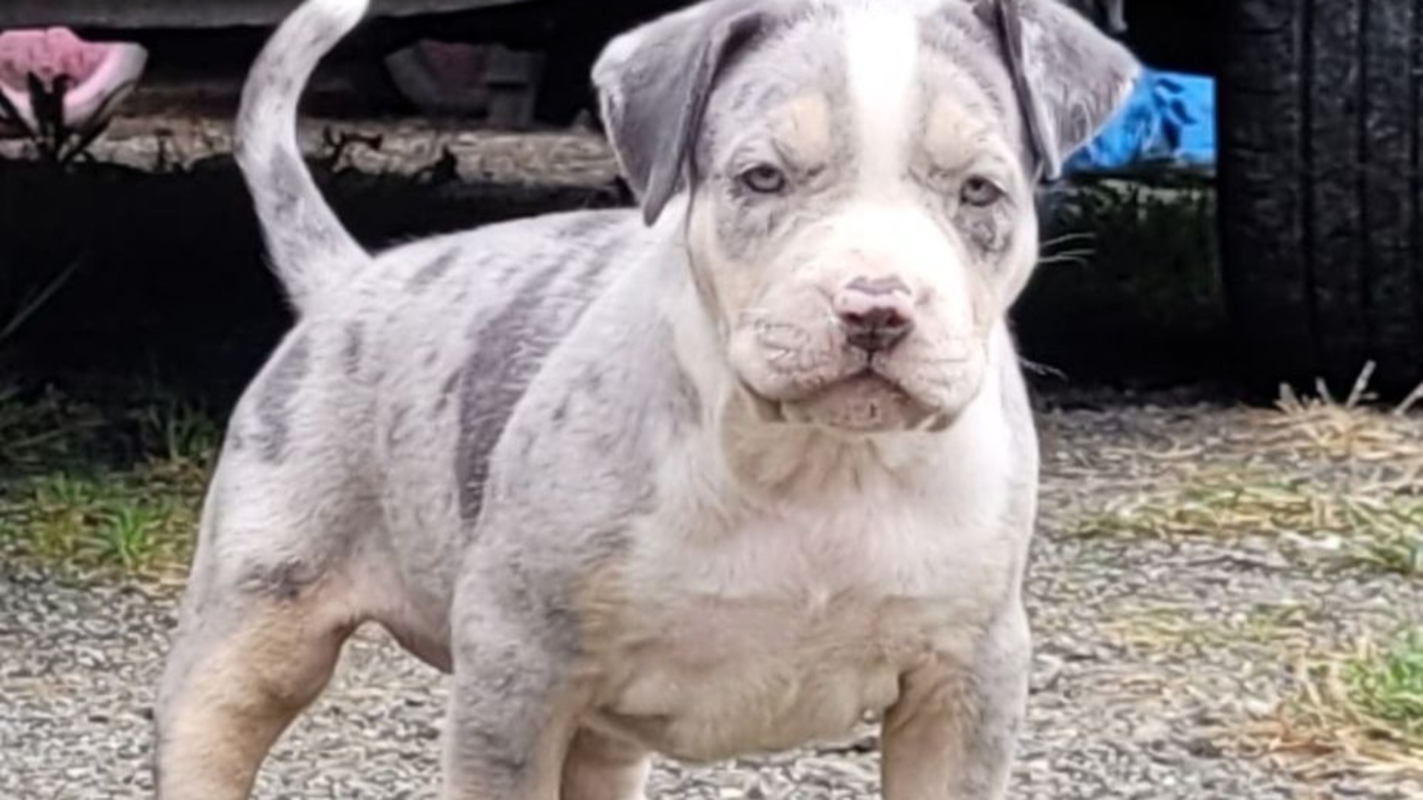 Chiot femelle bully xl trico merle trico silver merle aux yeux bleus