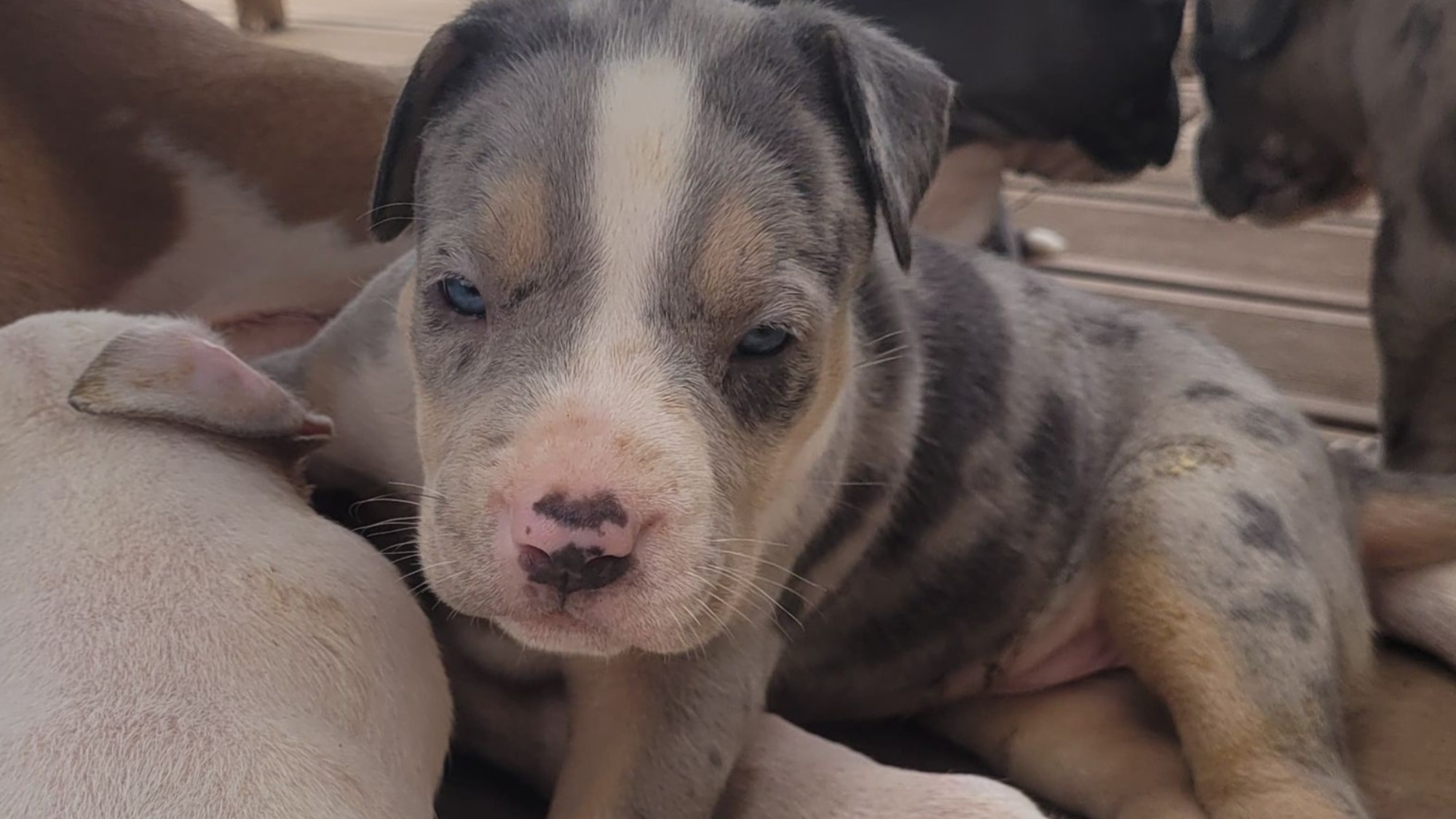 Chiot femelle bully xl trico merle trico silver merle aux yeux bleus