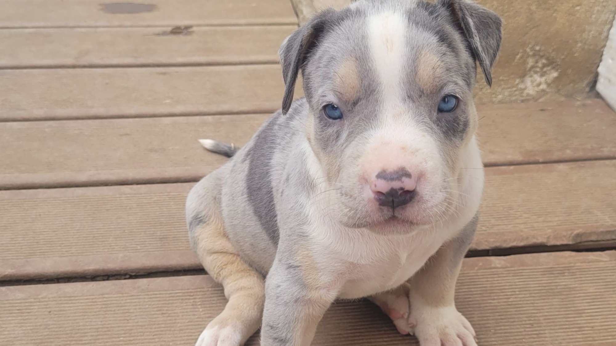 Chiot femelle bully xl trico merle trico silver merle aux yeux bleus