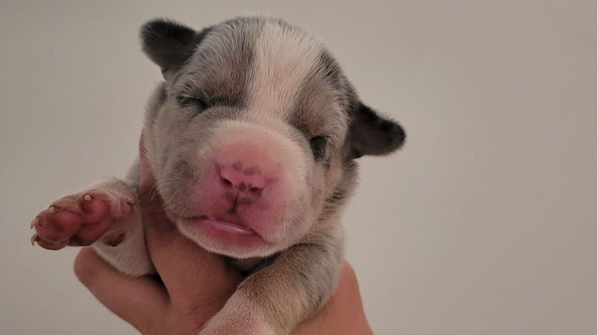 Chiot femelle bully xl trico merle trico silver merle aux yeux bleus