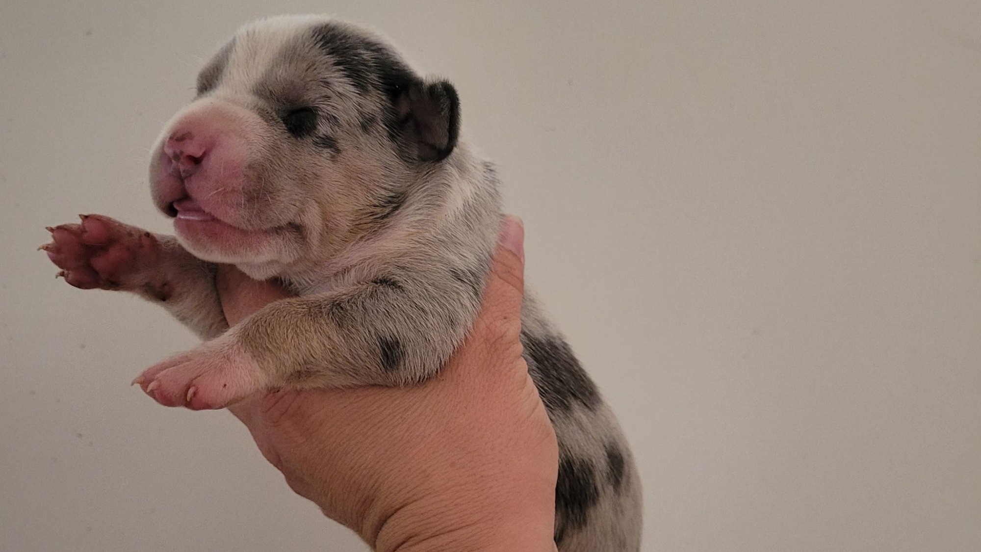 Chiot femelle bully xl trico merle trico silver merle aux yeux bleus