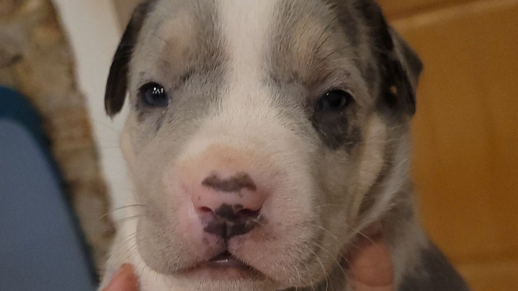 Chiot femelle bully xl trico merle trico silver merle aux yeux bleus