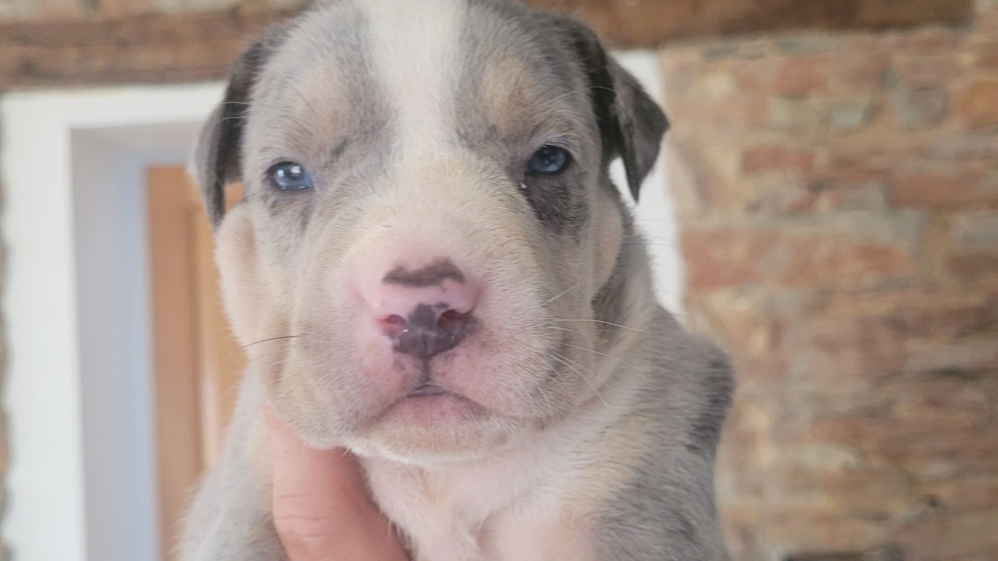 Chiot femelle bully xl trico merle trico silver merle aux yeux bleus