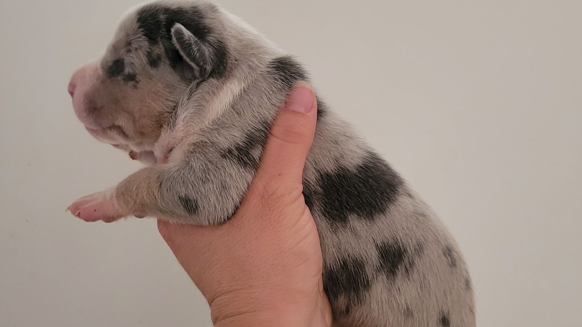 Chiot femelle bully xl trico merle trico silver merle aux yeux bleus