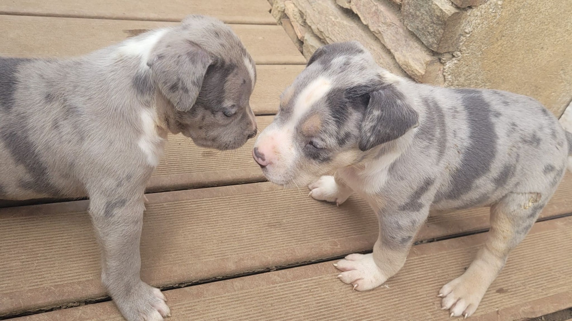 Chiot femelle bully xl trico merle trico silver merle aux yeux bleus