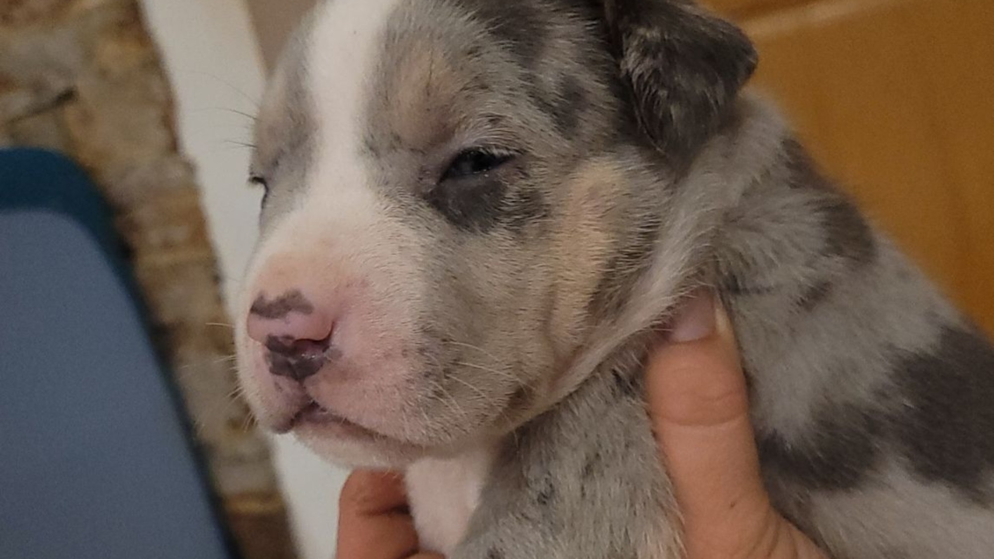 Chiot femelle bully xl trico merle trico silver merle aux yeux bleus