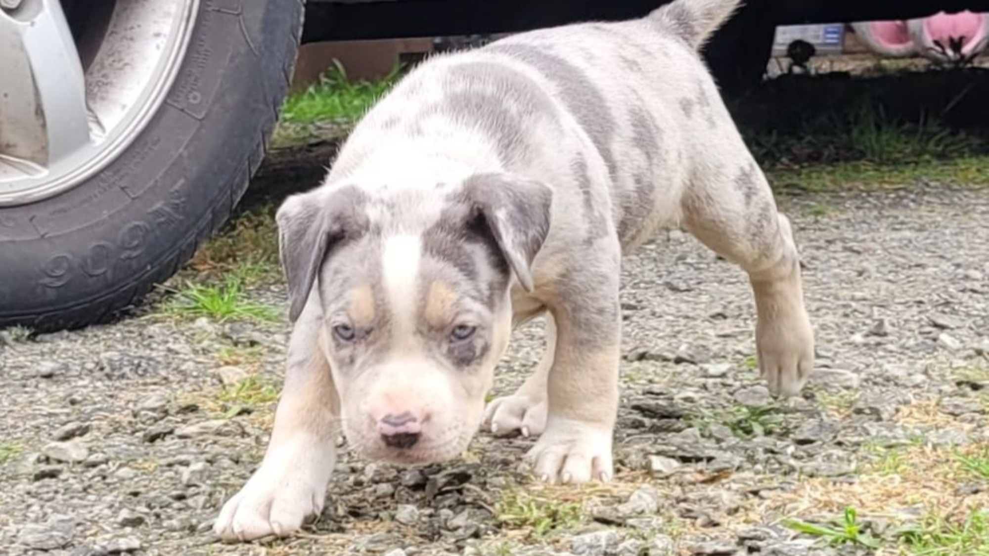 Chiot femelle bully xl trico merle trico silver merle aux yeux bleus