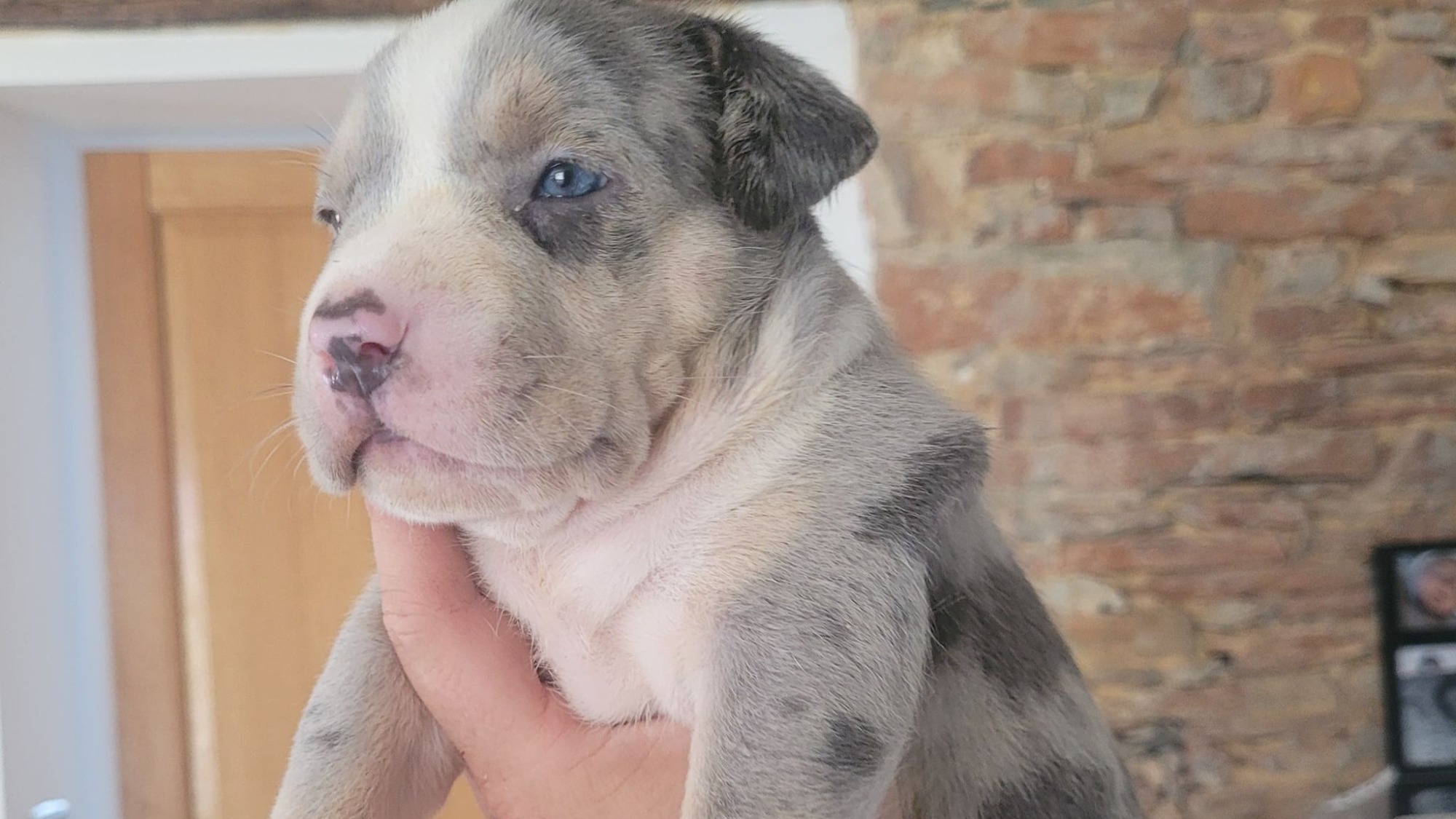 Chiot femelle bully xl trico merle trico silver merle aux yeux bleus